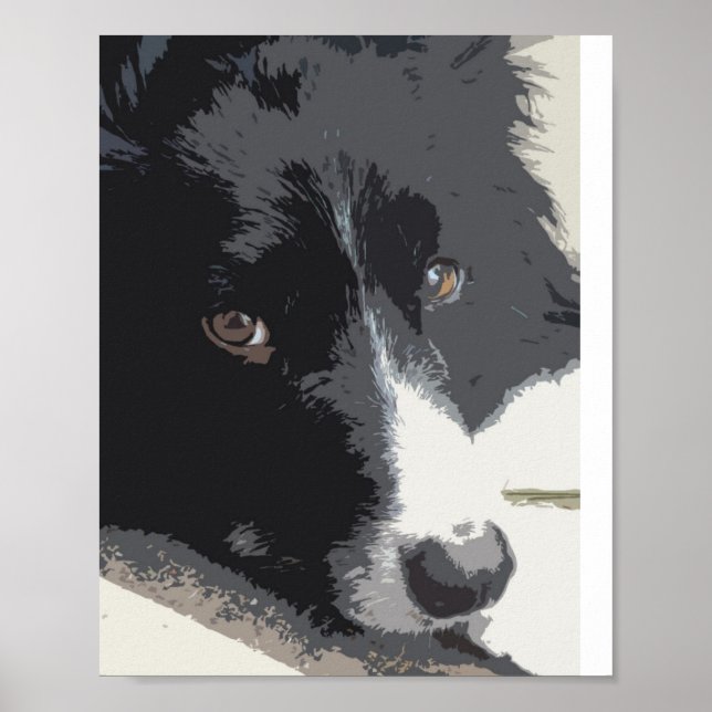 Gräns collie porträtt poster (Framsidan)