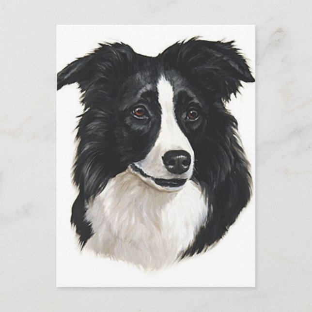 Gräns Collie Porträtt Vykort (Framsida)