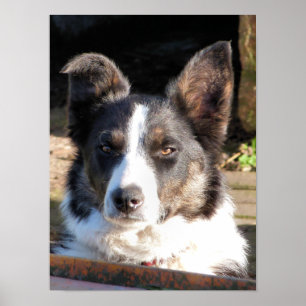 GRÄNS COLLIE POSTER