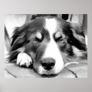 GRÄNS COLLIE POSTER