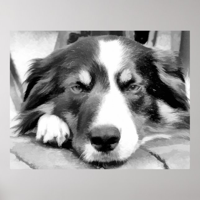 GRÄNS COLLIE POSTER (Framsidan)
