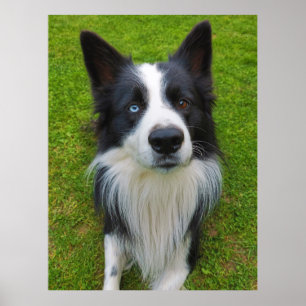 Gräns Collie Poster