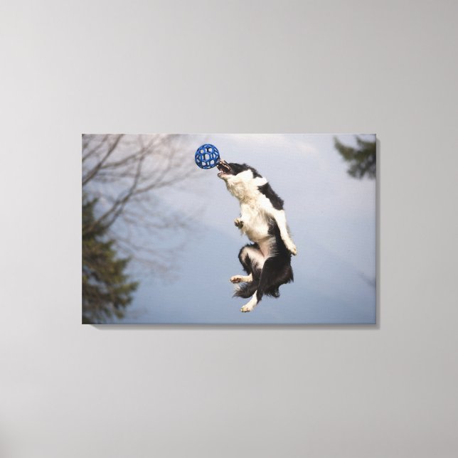 Gräns Collie precis innan du fångade boll Canvastryck (Framsida)