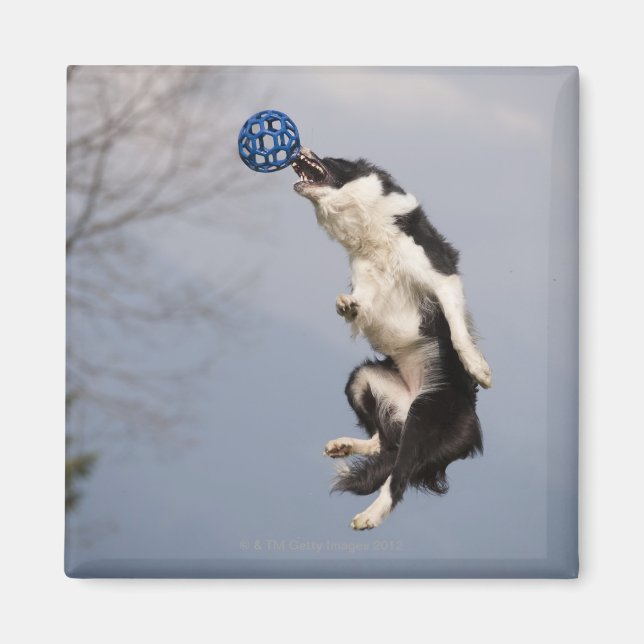 Gräns Collie precis innan du fångade boll Magnet (Framsidan)