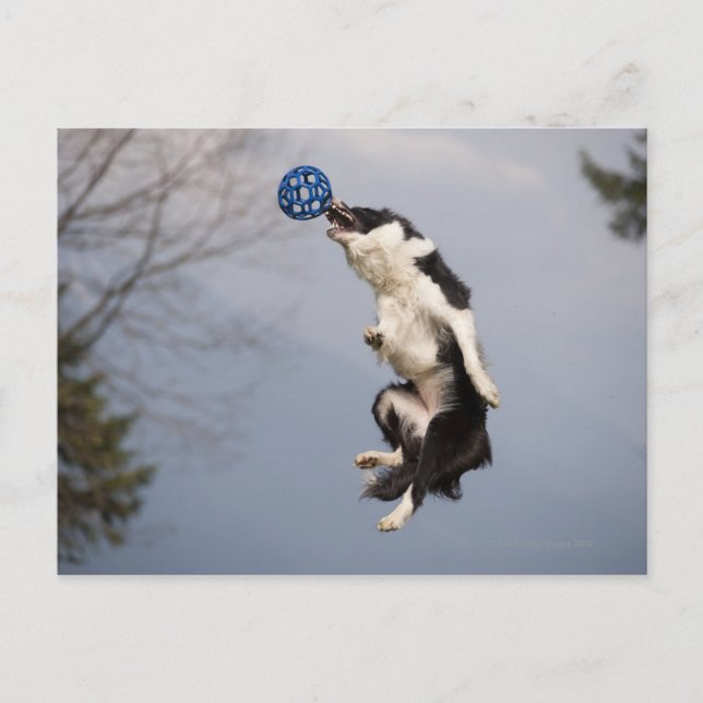 Gräns Collie precis innan du fångade boll Vykort (Framsida)