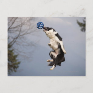Gräns Collie precis innan du fångade boll Vykort