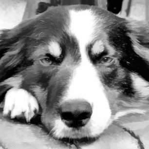 GRÄNS COLLIE PRESENTPAPPER