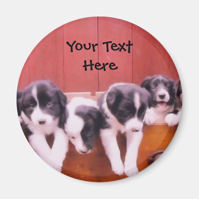 Gräns Collie Puppies in Drawer Magnet (Framsidan)