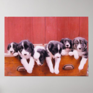 Gräns Collie Puppies in Drawer Painting (dockning) Poster