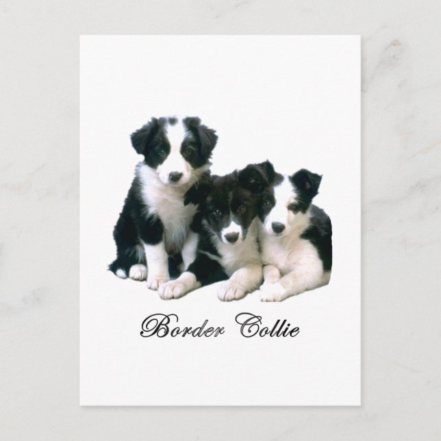 Gräns Collie Puppies Vykort (Framsida)
