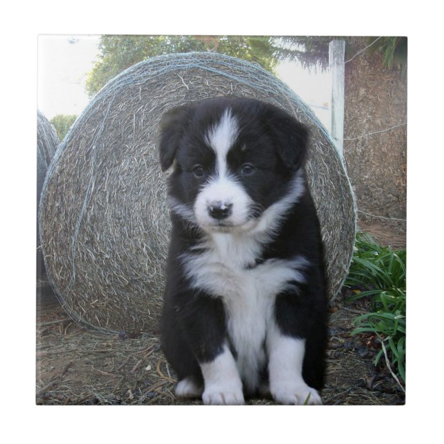 Gräns Collie Puppy Farm Life Kakelplatta (Framsidan)