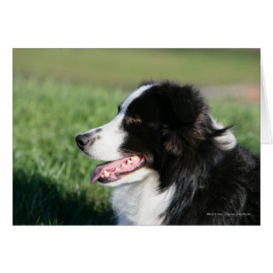 Gräns Collie Puppy fastställer Hälsningskort