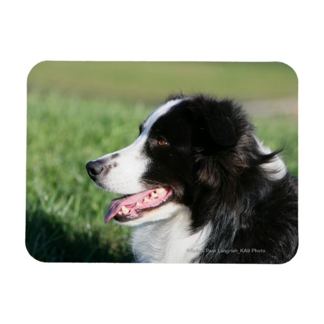 Gräns Collie Puppy fastställer Magnet (Horisontell)