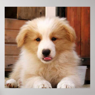 Gräns Collie Puppy~Golden Oz Red Poster