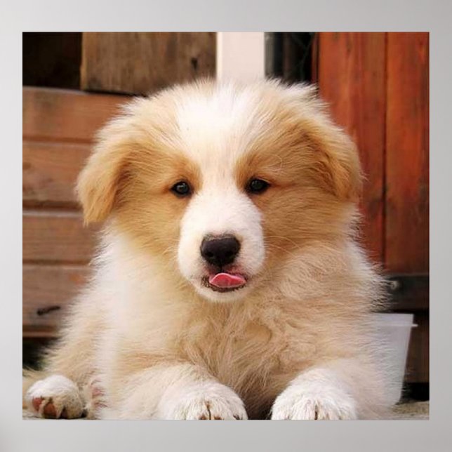 Gräns Collie Puppy~Golden Oz Red Poster (Framsidan)