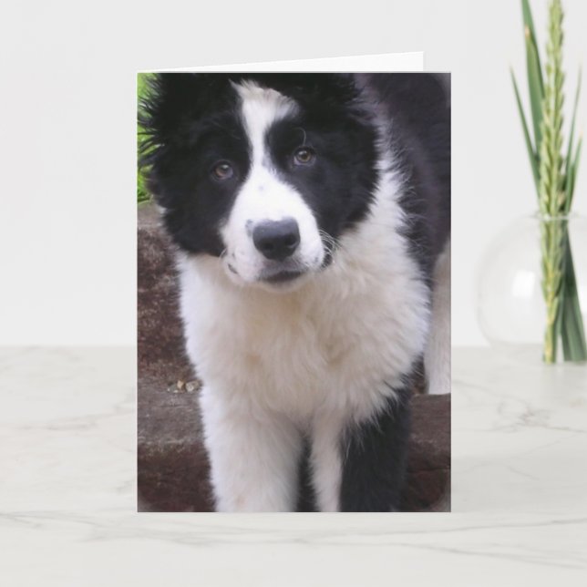 Gräns Collie Puppy Greeting Card Kort (Framsida)