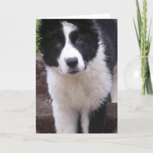 Gräns Collie Puppy Greeting Card Kort