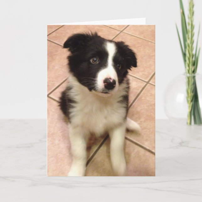Gräns Collie Puppy Greeting Card Kort (Framsida)