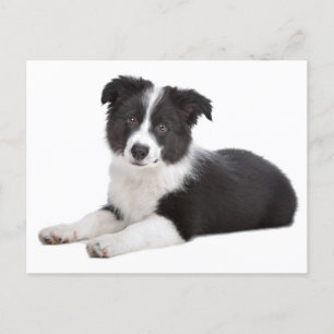 Gräns Collie Puppy Hund Blank Hälsning-vykort Vykort