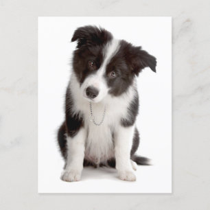 Gräns Collie Puppy Hund - Blank, Hej, Kärlek Vykort