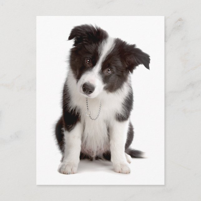 Gräns Collie Puppy Hund - Blank, Hej, Kärlek Vykort (Framsida)