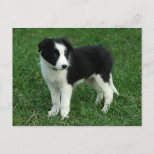 Gräns Collie Puppy Hund - Blank, Hej, Kärlek Vykort