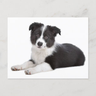 Gräns Collie Puppy Hund - Blank, Hej, tack Vykort