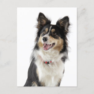 Gräns Collie Puppy Hund Hälsning-vykort Vykort