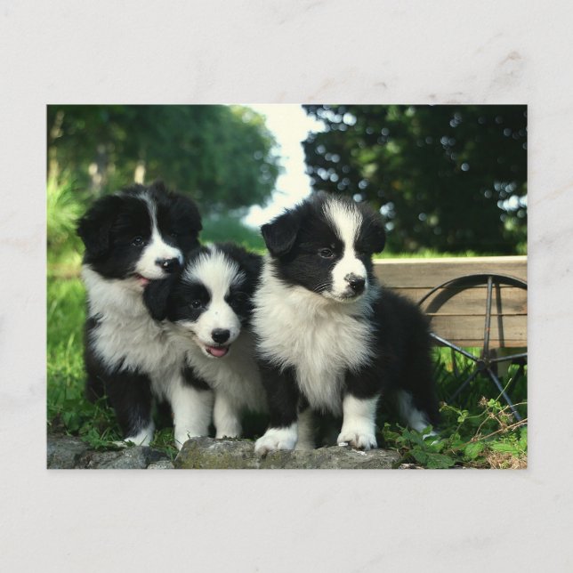 Gräns Collie Puppy Hund - Hej, du tänker Vykort (Framsida)