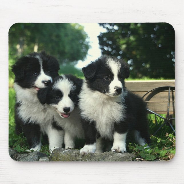 Gräns Collie Puppy Hund Mousepad Musmatta (Framsidan)