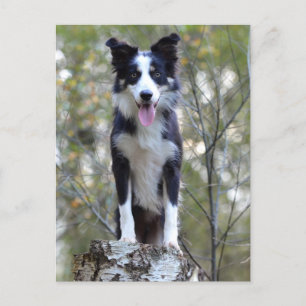 Gräns Collie Puppy Hund - Tom, Hej, Kärlek Vykort