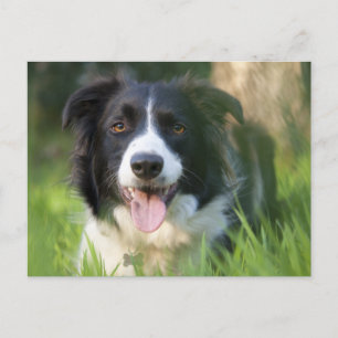 Gräns Collie Puppy Hund - Tom Vykort
