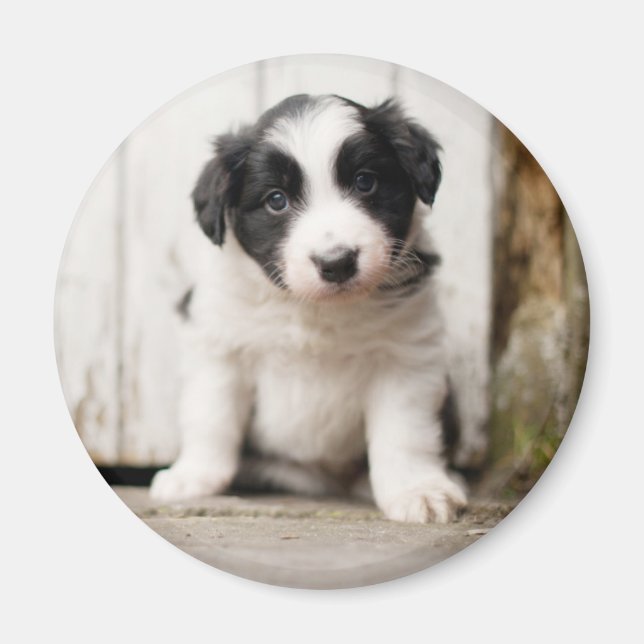 Gräns Collie Puppy Magnet (Framsidan)