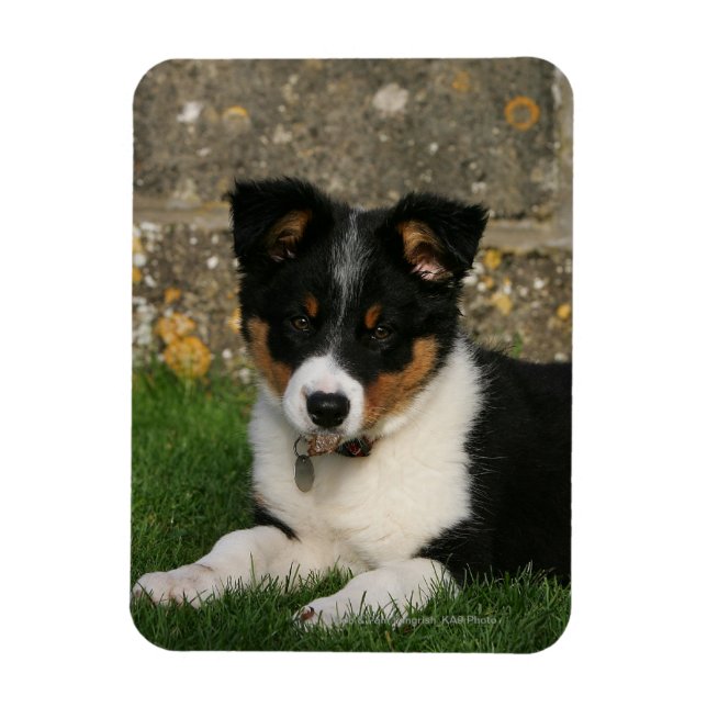 Gräns Collie Puppy med Löv i munnen Magnet (Vertikal)