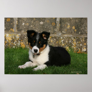 Gräns Collie Puppy med Löv i munnen Poster