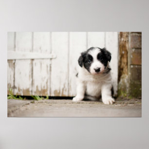 Gräns Collie Puppy Poster