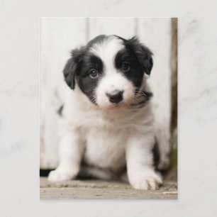 Gräns Collie Puppy Vykort