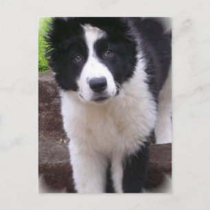 Gräns Collie Puppy-vykort Vykort