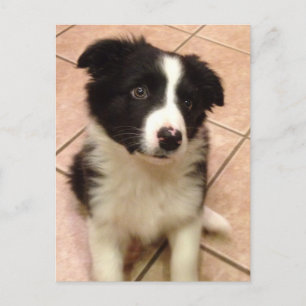 Gräns Collie Puppy-vykort Vykort