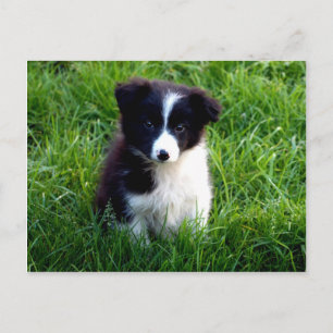 Gräns Collie Puppy-vykort Vykort