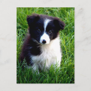 Gräns Collie Puppy-vykort Vykort