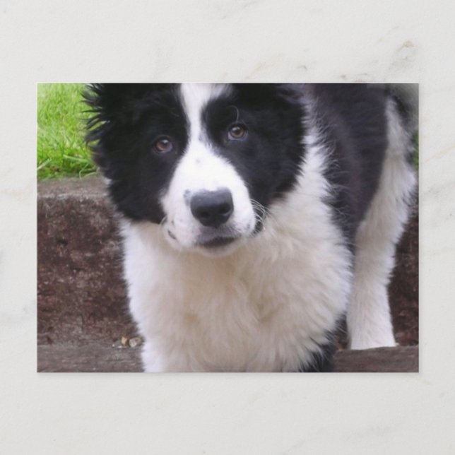 Gräns Collie Puppy-vykort Vykort (Framsida)