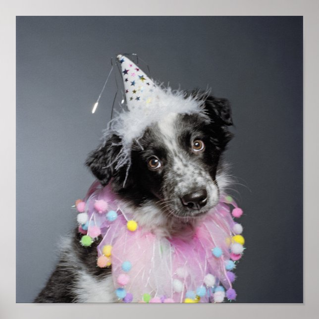 Gräns Collie Puppy Wearing Hat Poster (Framsidan)