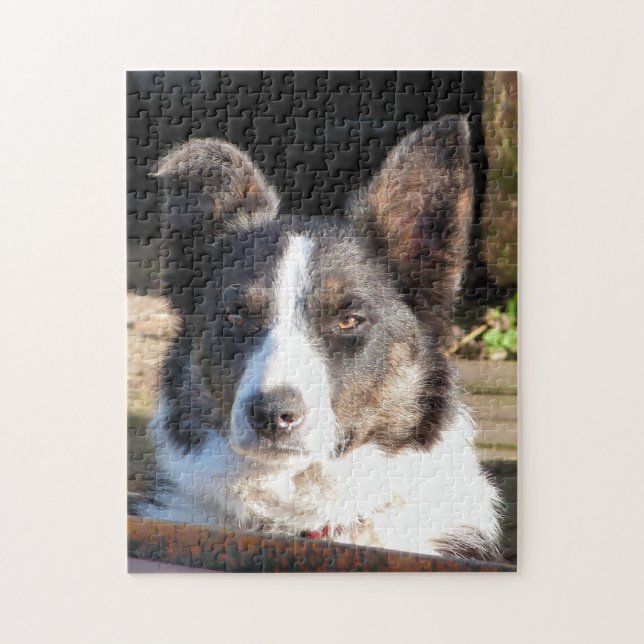 GRÄNS COLLIE PUSSEL (Vertikal)
