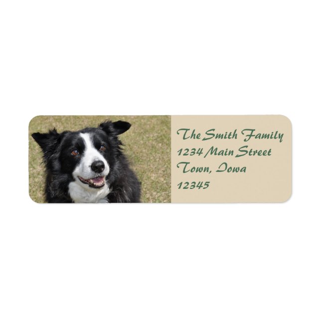 Gräns collie returadress etikett (Framsidan)