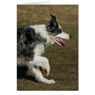 Gräns Collie Running 1 Hälsningskort
