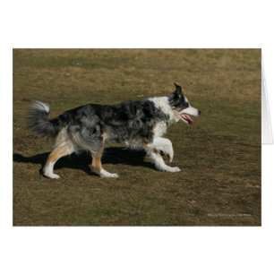 Gräns Collie Running 1 Hälsningskort