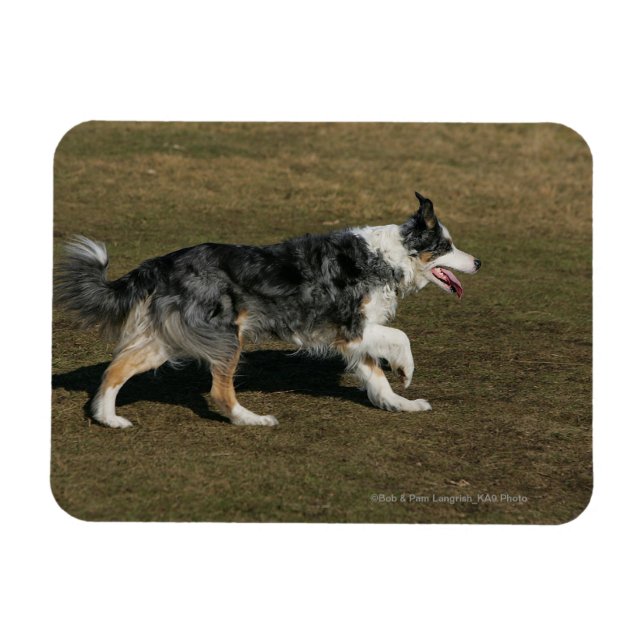 Gräns Collie Running 1 Magnet (Horisontell)