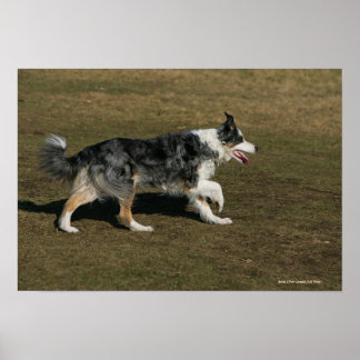 Gräns Collie Running 1 Poster