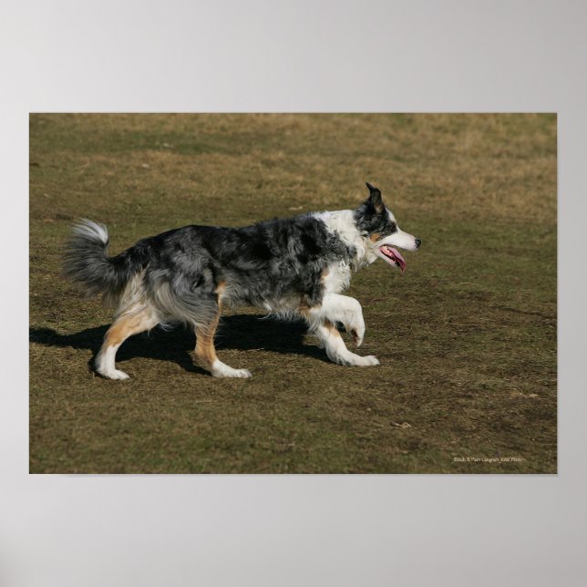 Gräns Collie Running 1 Poster (Framsidan)
